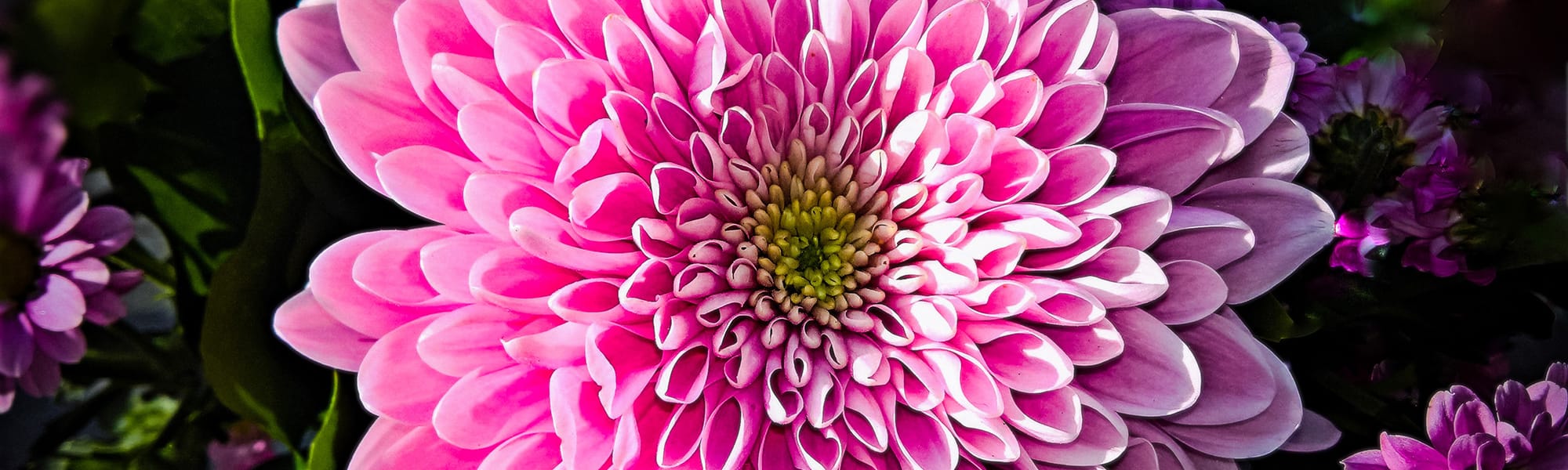 chrysanthemum